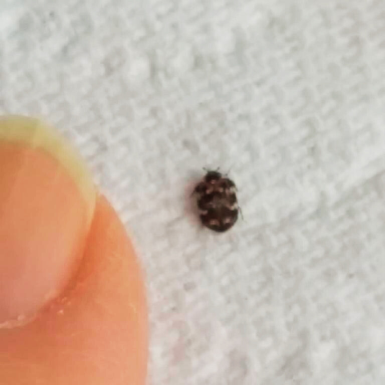 Carpet Beetles, Carpet Moths, Mites Country Life Pest Control