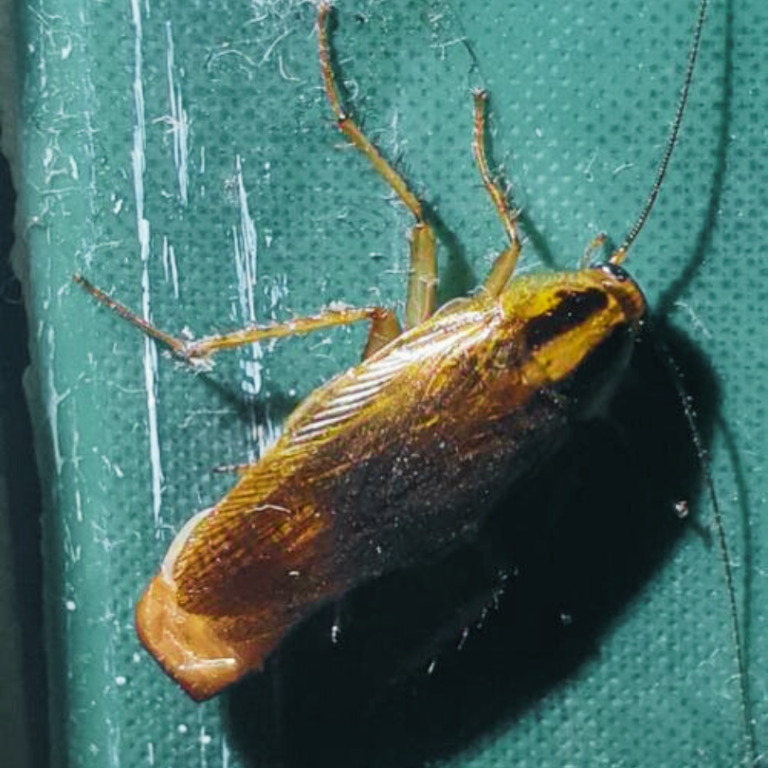 Fleas, Cockroaches, Bed Bugs Country Life Pest Control