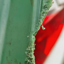 remove rats from car