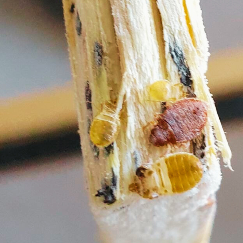 Signs of Bed Bugs - Country Life Pest Control
