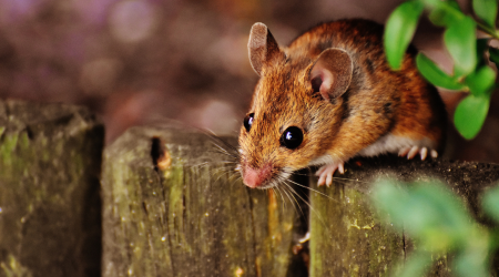 Mice in house Signs of Mice