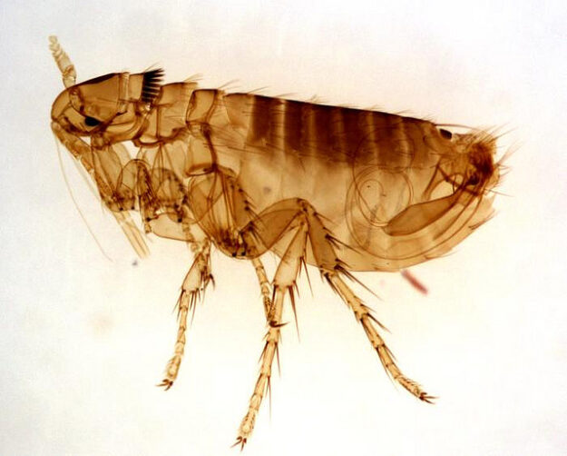 exterminate fleas