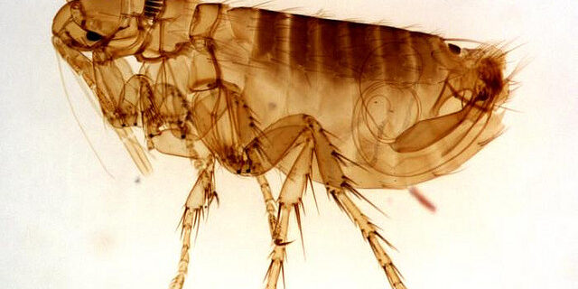Flea exterminate fleas