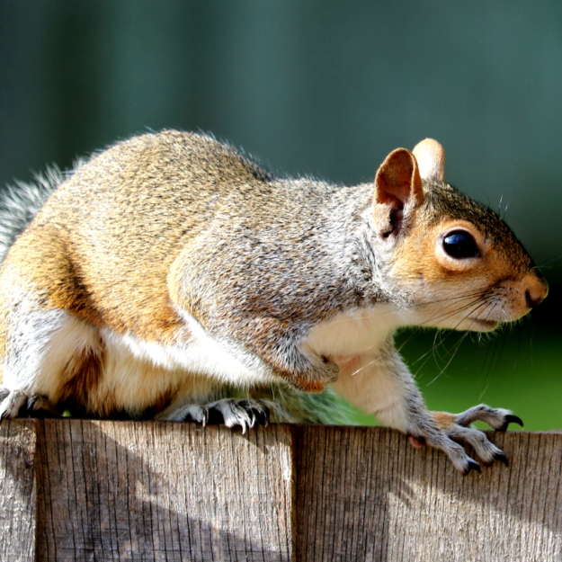 Squirrel on fence 810×810 Squirrel pest control