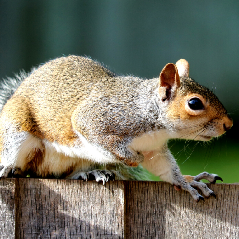 Squirrel pest control