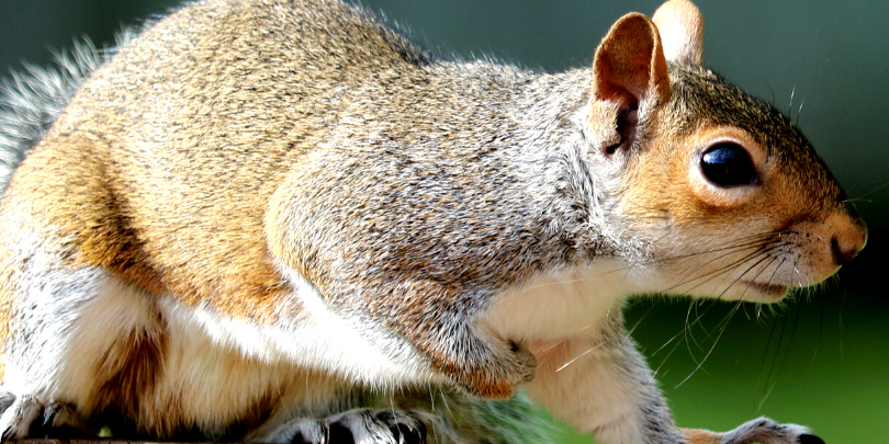 Squirrel pest control
