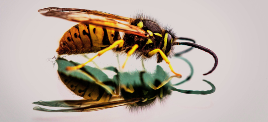 wasps pest control