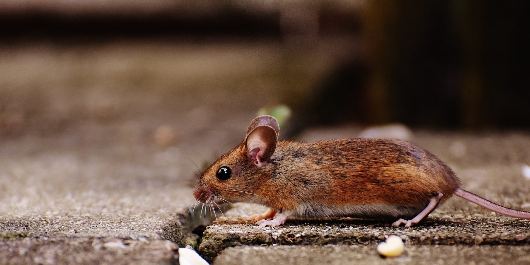 pexels-pixabay-209079 mouse pest control