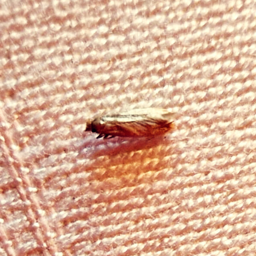 Getting Rid of Carpet Moths Country Life Pest Control