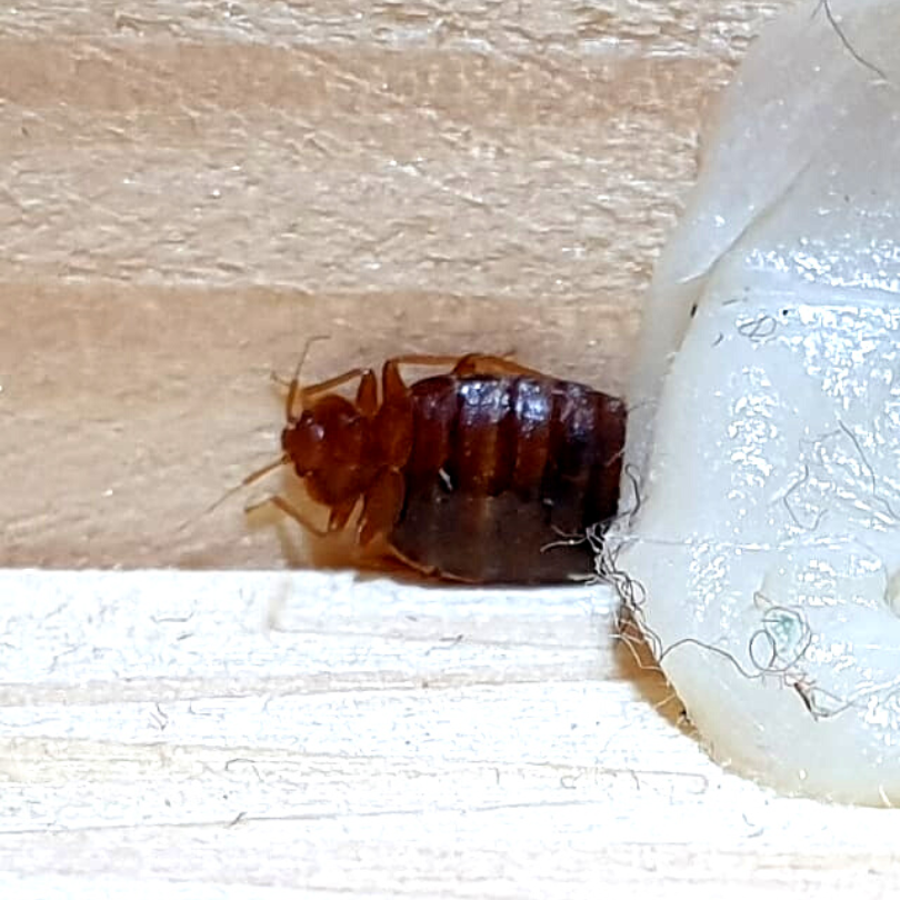 Bed Bug Pest Control Country Life Pest Control