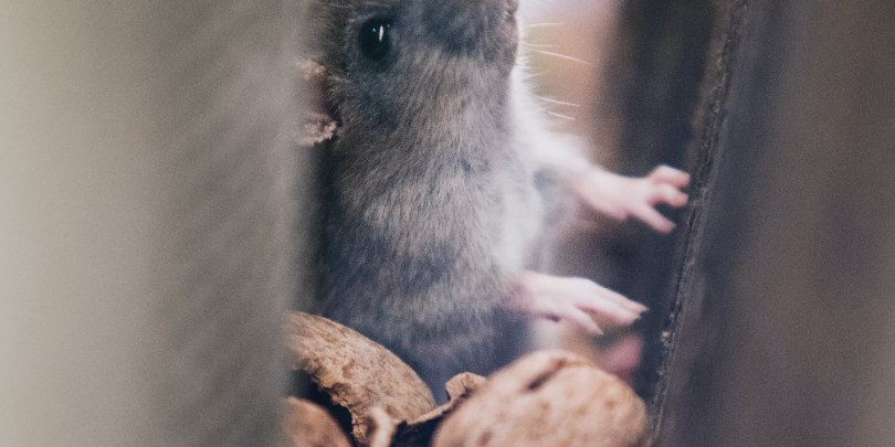 Rats in kitchen