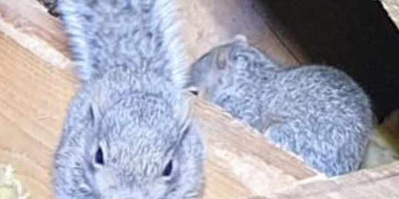 Squirrels-in-Loft-resized