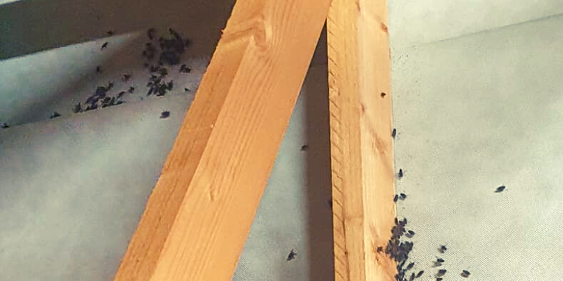 Cluster flies in attic