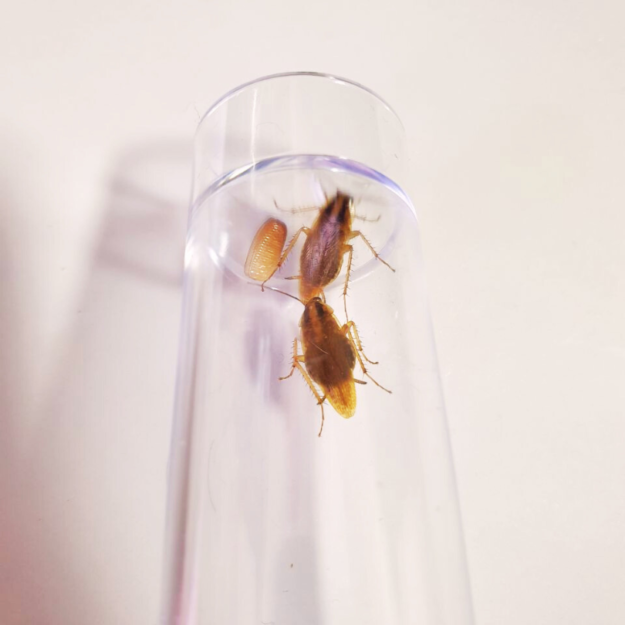 Get rid of cockroaches