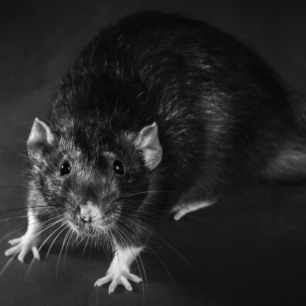 Rat
