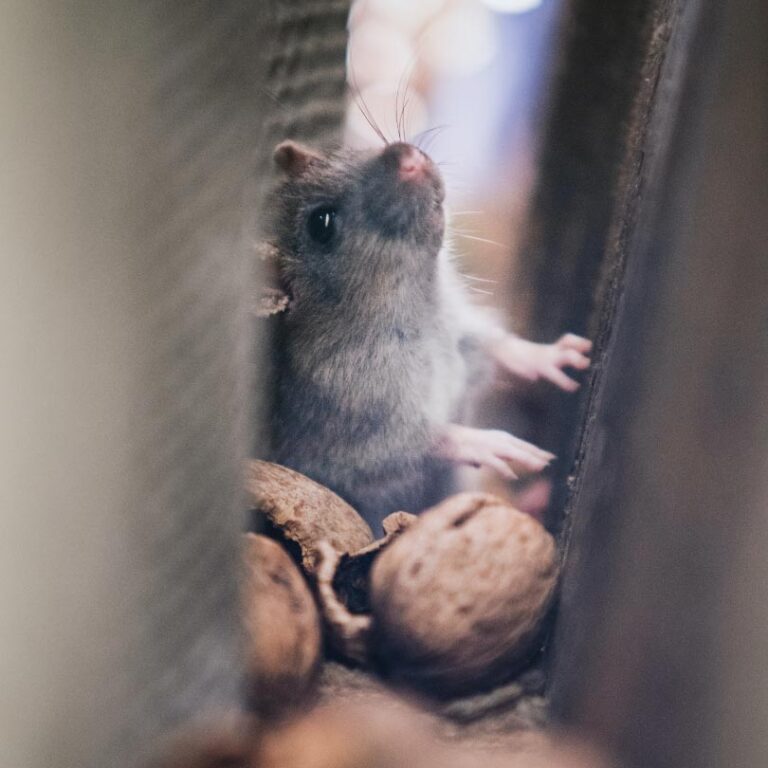Commercial Pest Control for Hotels - Country Life Pest Control