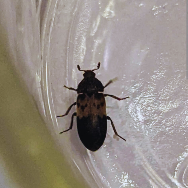 Larder beetle