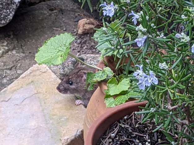 Rat In Flowers