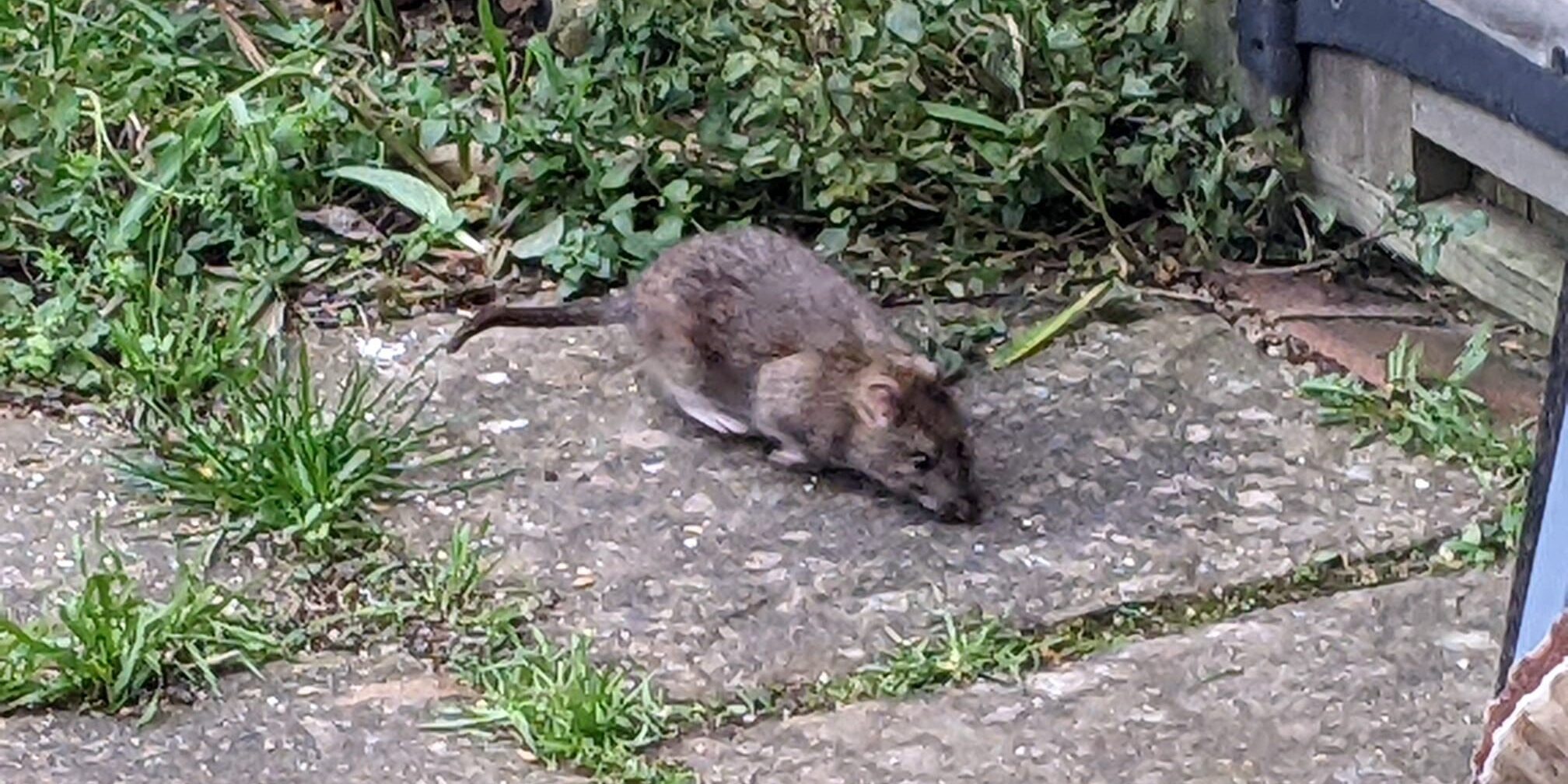 Rat in garden