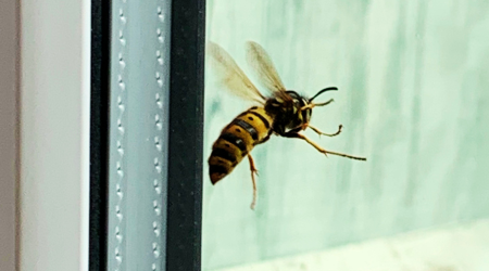 Queen Wasp