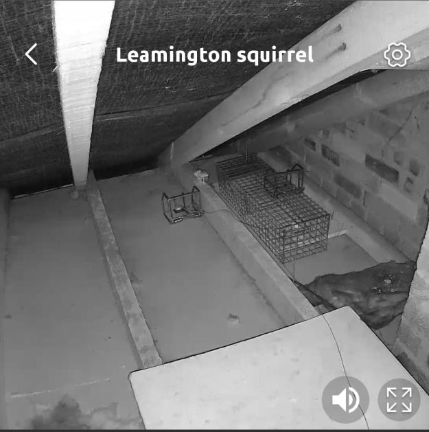 Squirrel Camera
