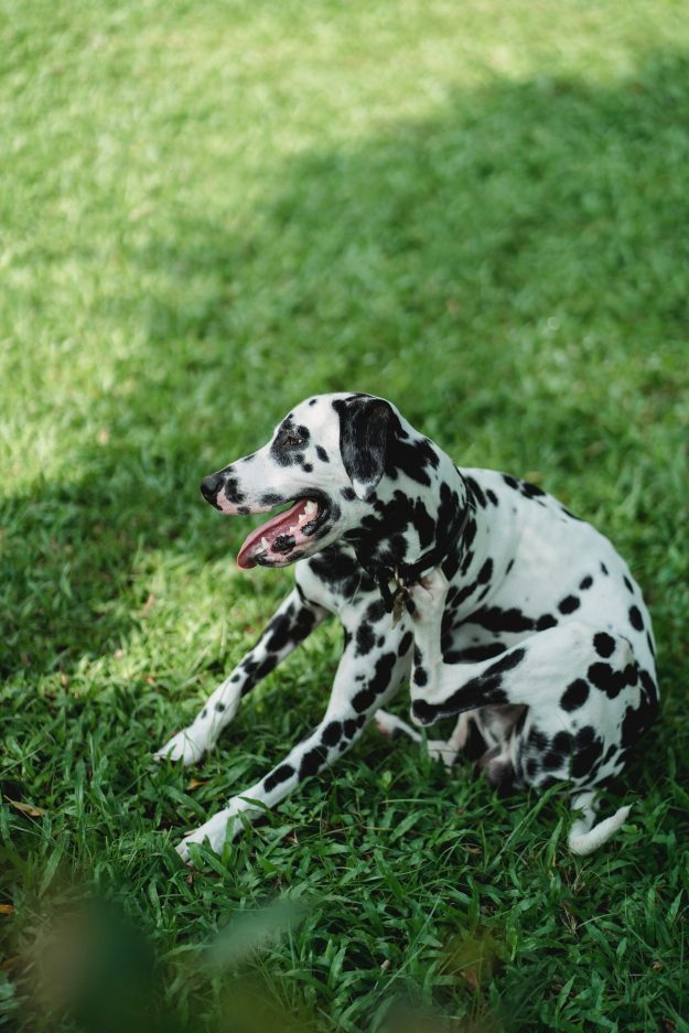 Dog scratching
