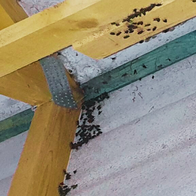 Fly infestation