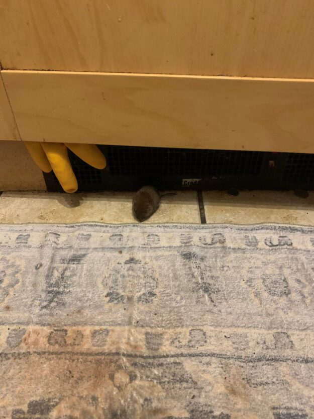 Mouse in kitchen