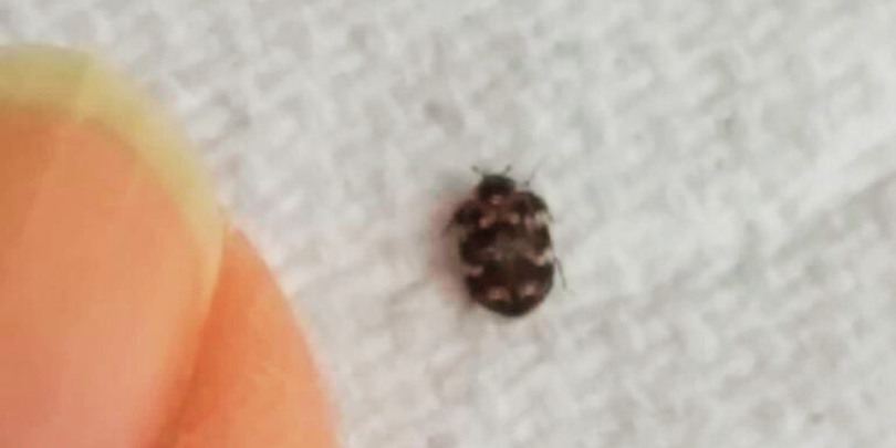 Carpet beetles in house