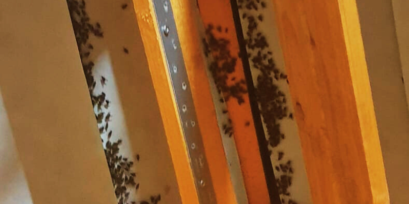 Cluster flies in house