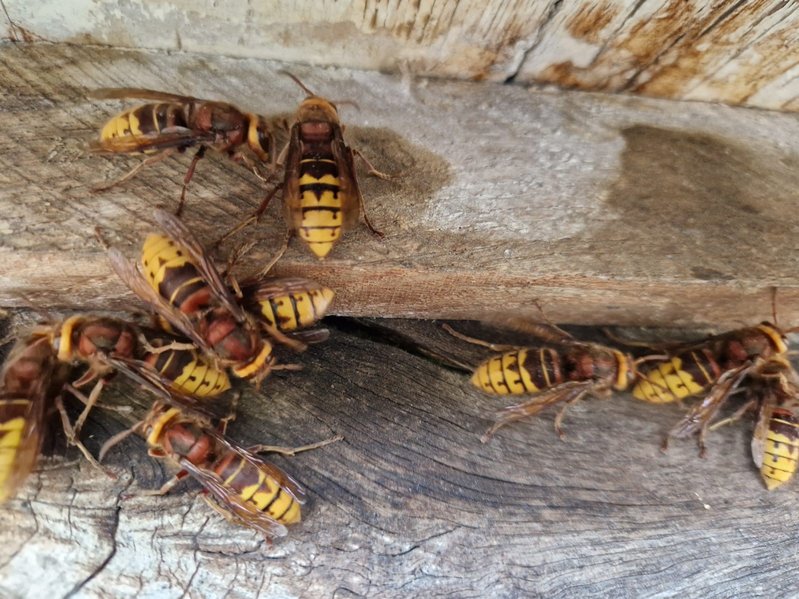 Bees and Wasp Pest Control Services - Country Life Pest Control