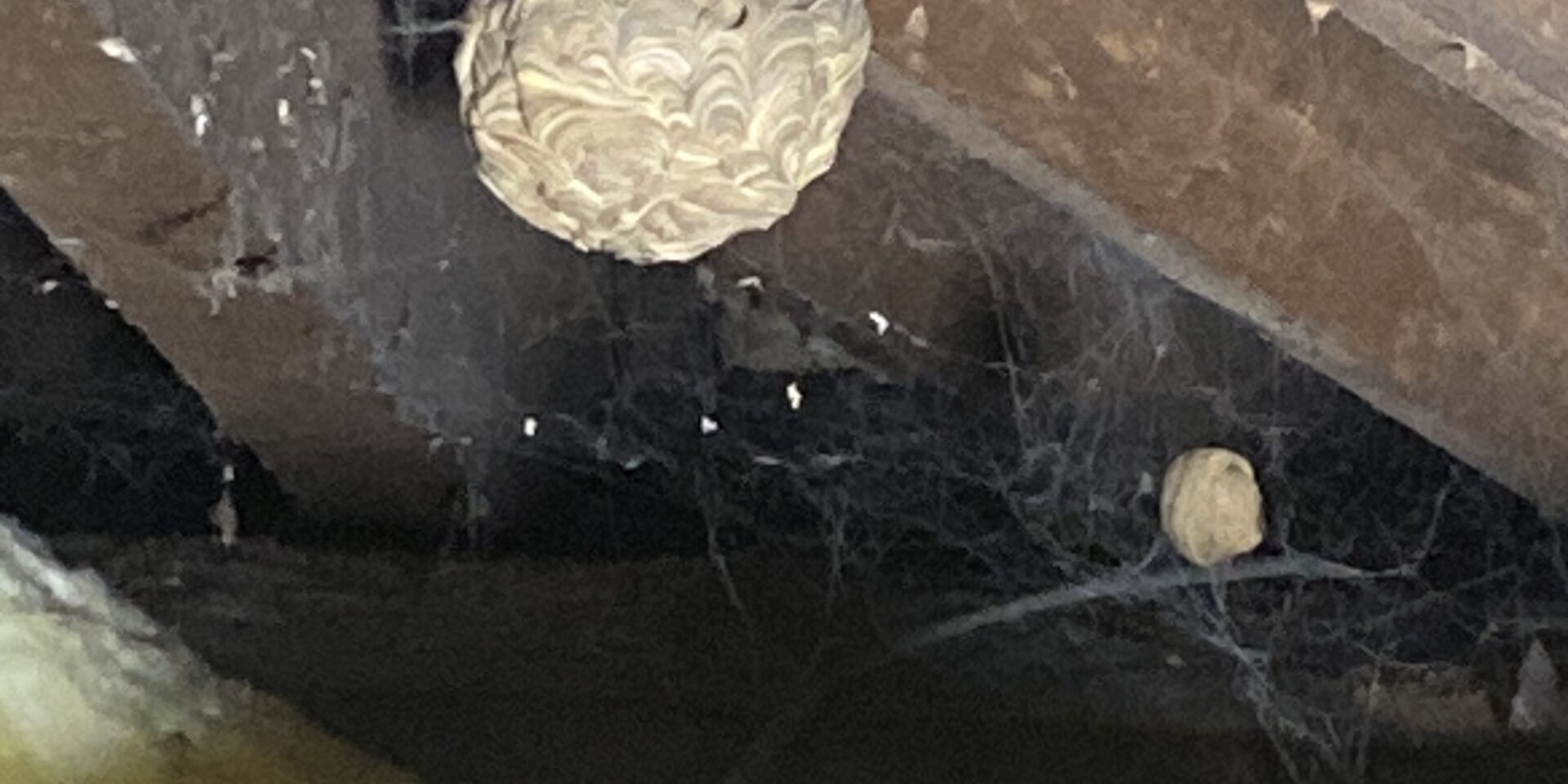 Wasp Nest in Loft 3