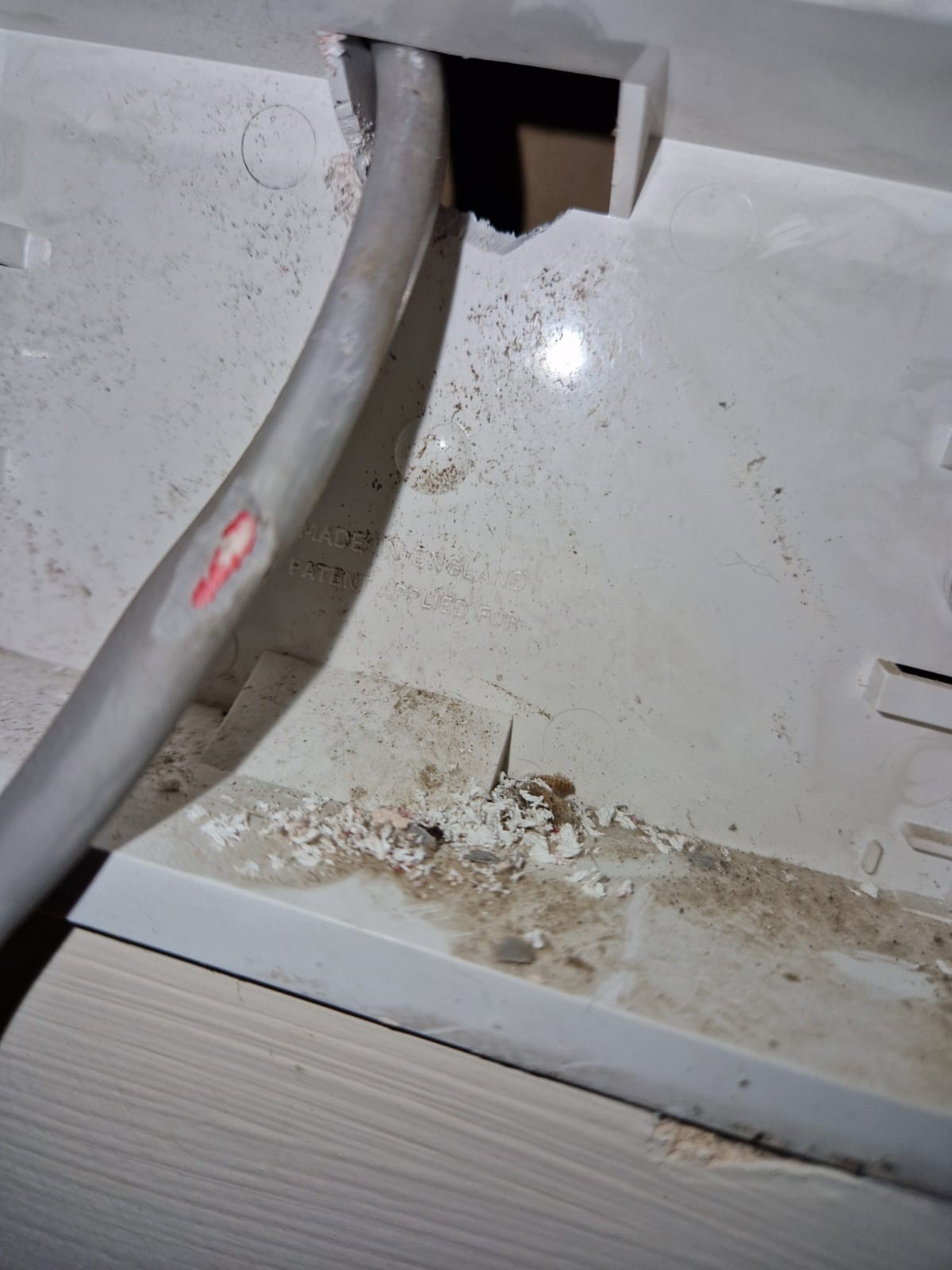 Mouse Extermination Services - Country Life Pest Control