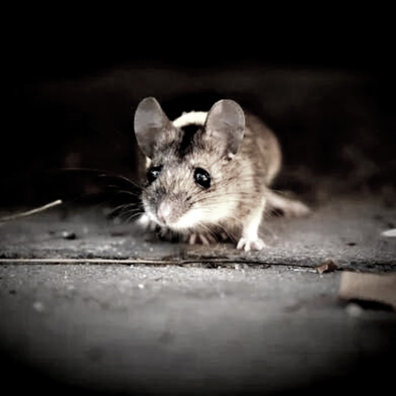 Professional Mouse Extermination - Country Life Pest Control