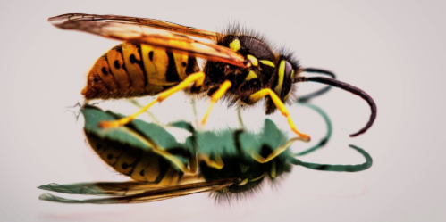 Wasps