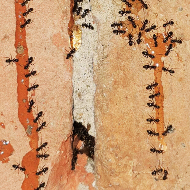 Ants nest in wall