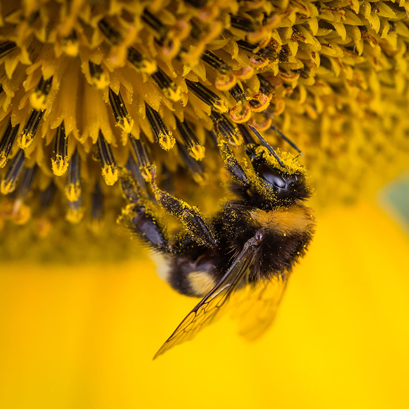bumble bee pest control