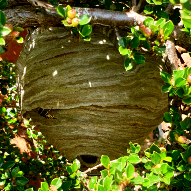 Wasp Nest wasp pest control