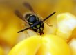 Wasp pest control warwickshire