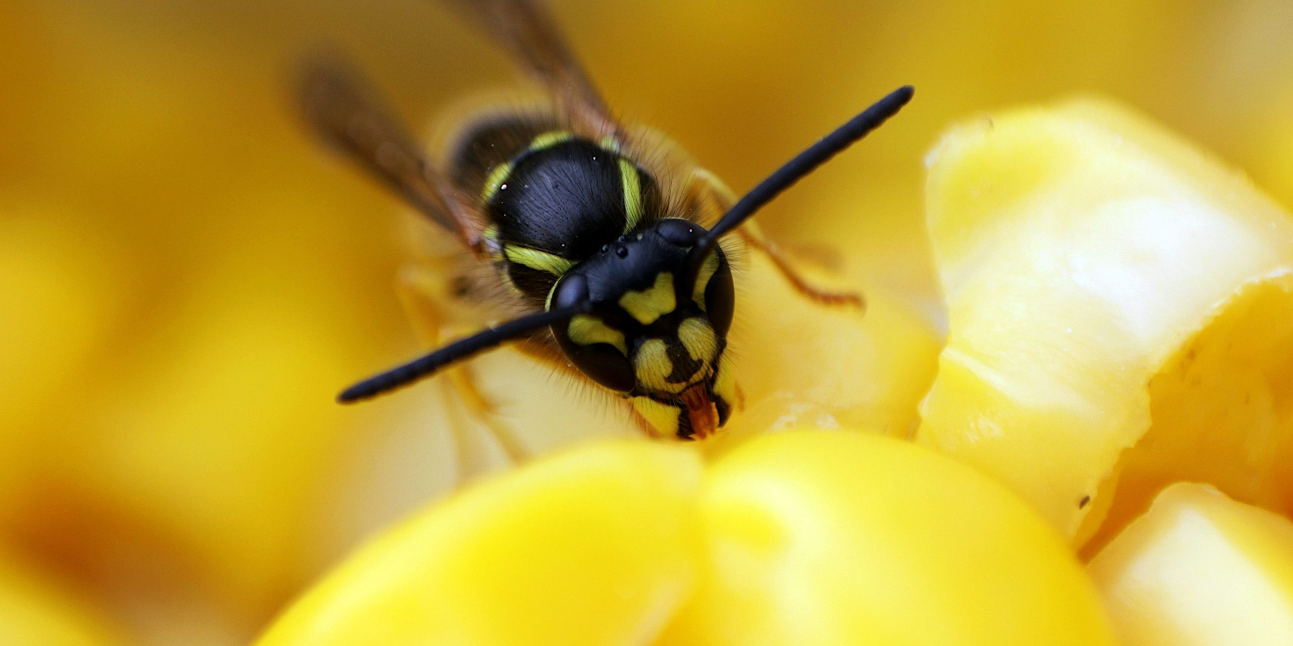 pexels-denitsa-kireva-2915302-7228319 Wasp pest control warwickshire