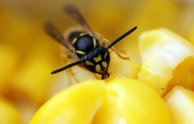 pexels-denitsa-kireva-2915302-7228319 Wasp pest control warwickshire