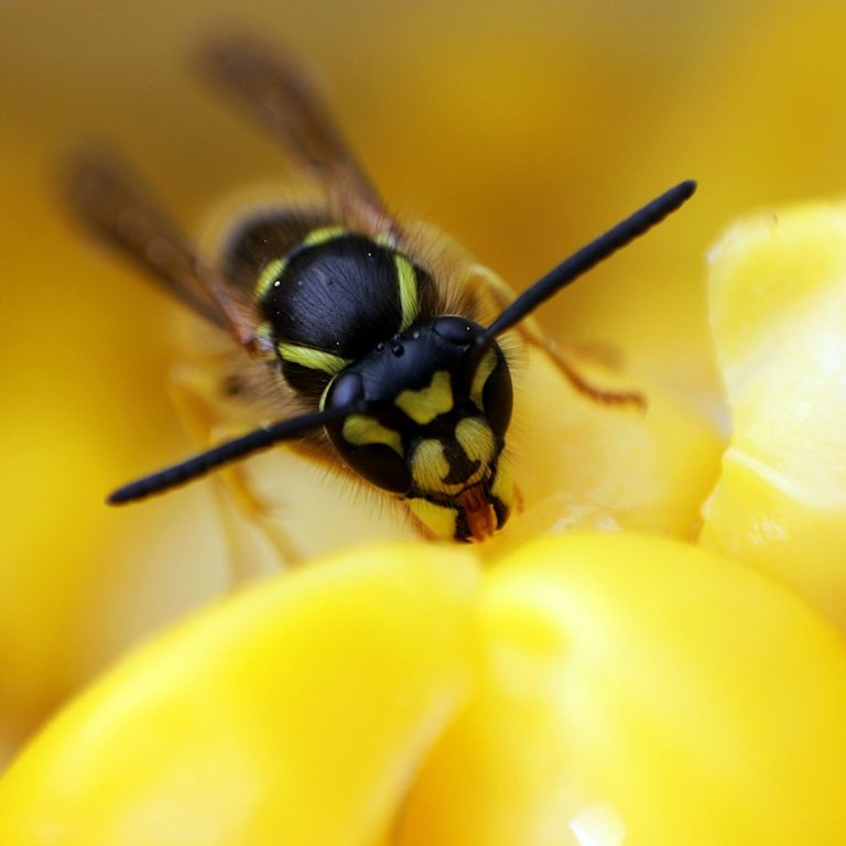 pexels-denitsa-kireva-2915302-7228319 Wasp pest control warwickshire