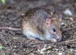 rat pest control