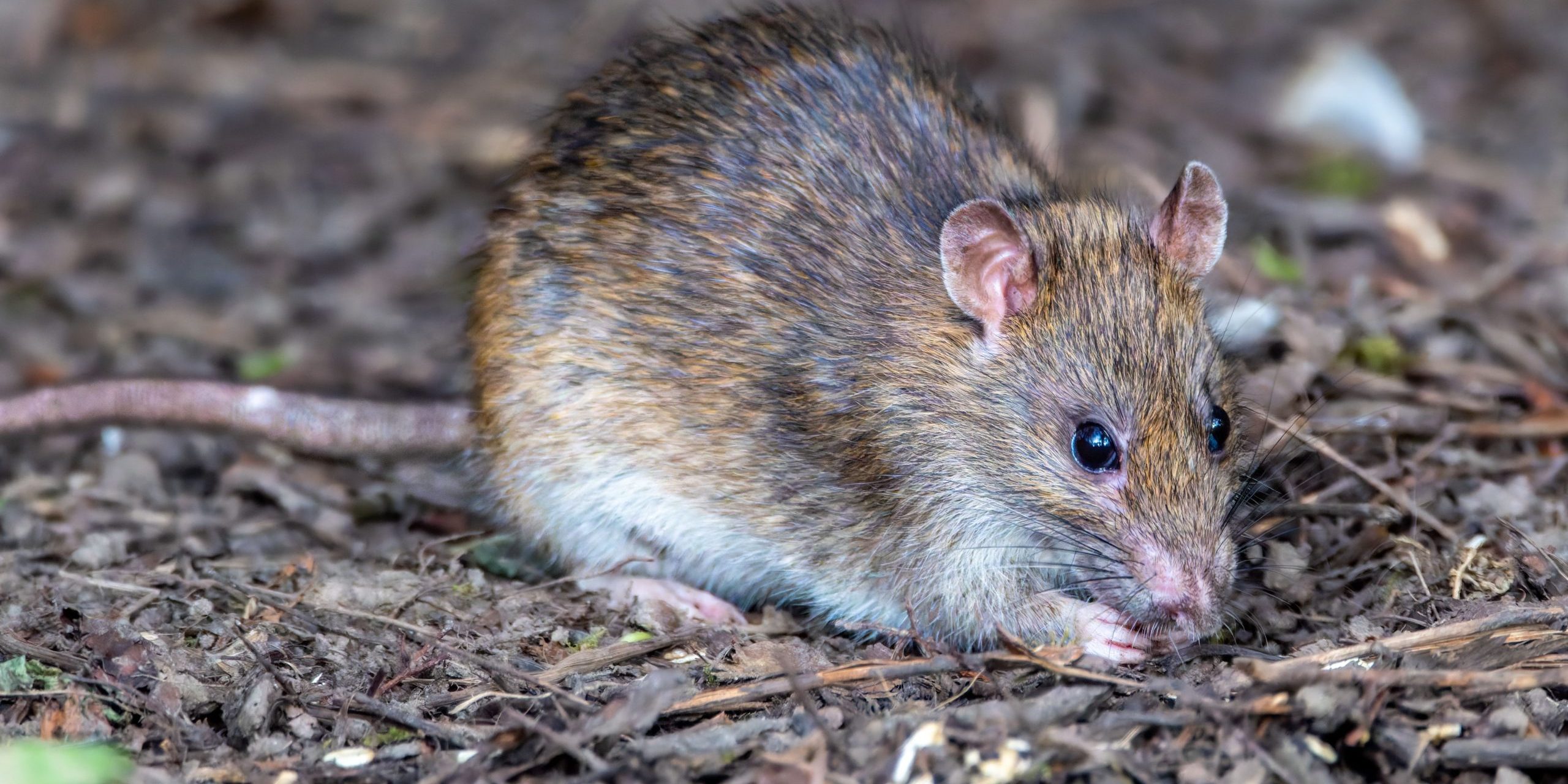 pexels-lichtblick800-31370717 rat pest control