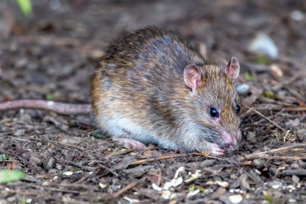 pexels-lichtblick800-31370717 rat pest control