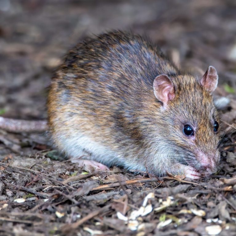 pexels-lichtblick800-31370717 rat pest control