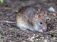 rat pest control