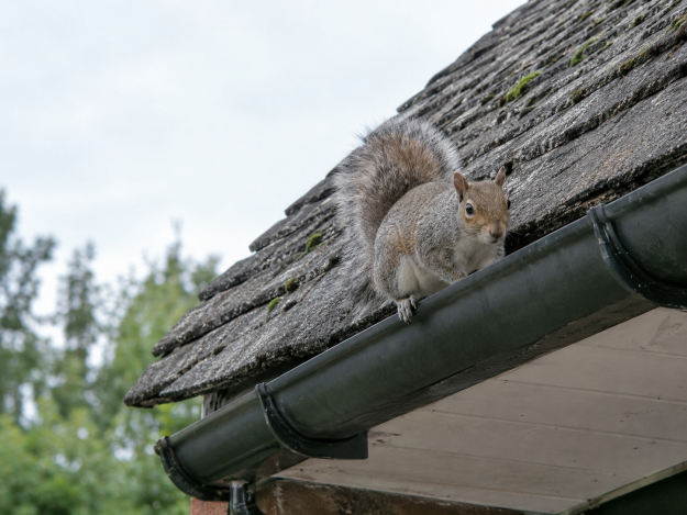 Squirrel